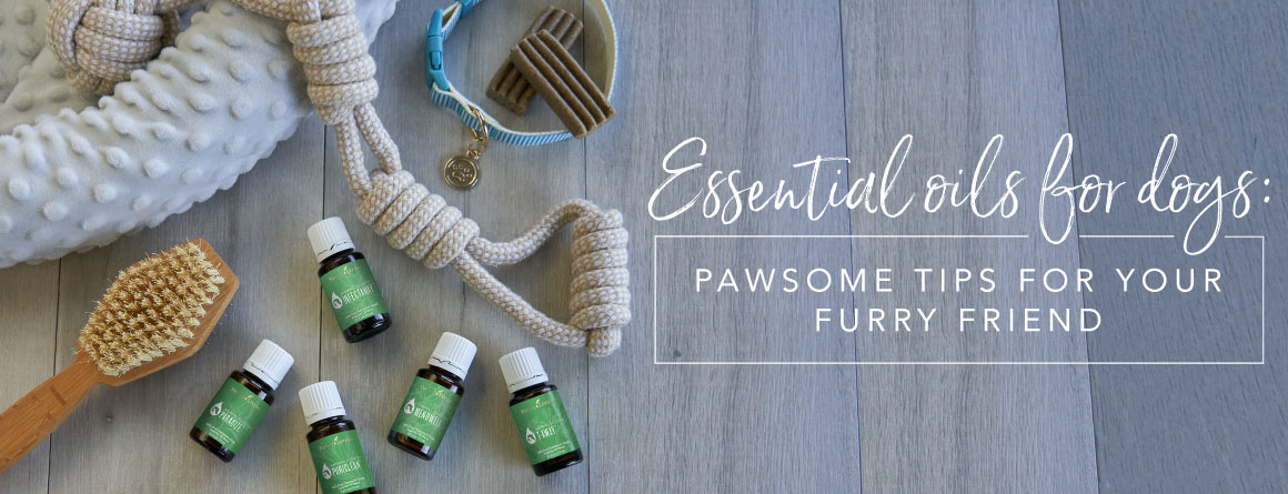 Read more about the article Essential oils for dogs